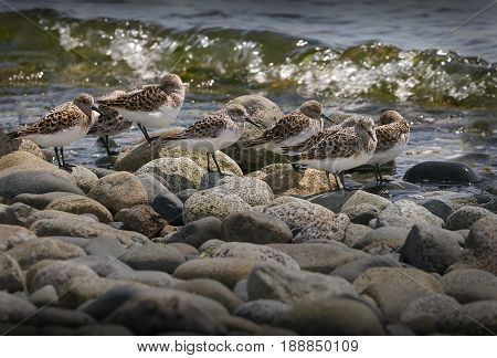 Sandpipers at the Shoreline. Sandpipers blending in with the rocks at the seashore in Point Roberts. Washington State. USA.