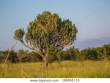 Landscape in Hlane-Royal National Park Swaziland in summer