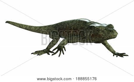3D Rendering Chuckwalla On White