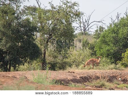 Nyala Female At A Waterhole At Hlane Royal National Park, Swaziland