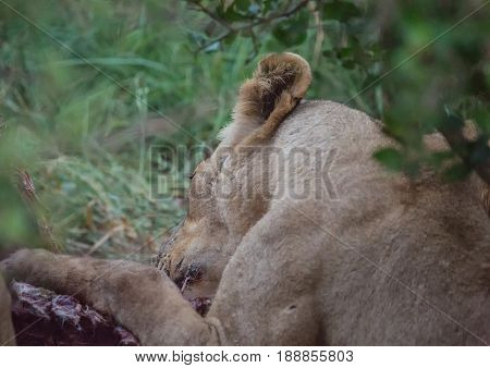 Afrion Lions Eating A Zebra At The Hlane Royal National Park, Swaziland