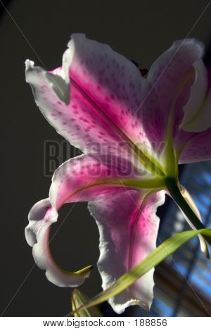 Lilly