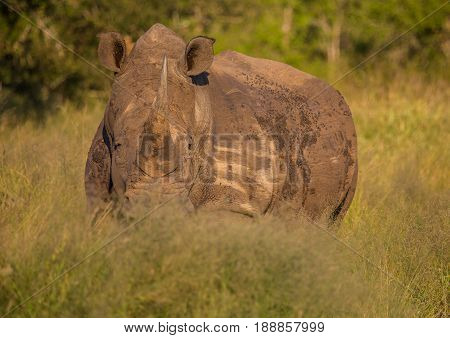 White Rhinoceros In The Savannah At Hlane Royal National Park, Swaziland