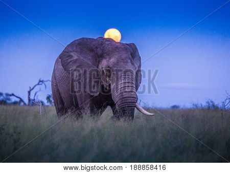African Elephants Under Full Moon At The Savvanah At Hlane Royal National Park, Swaziland