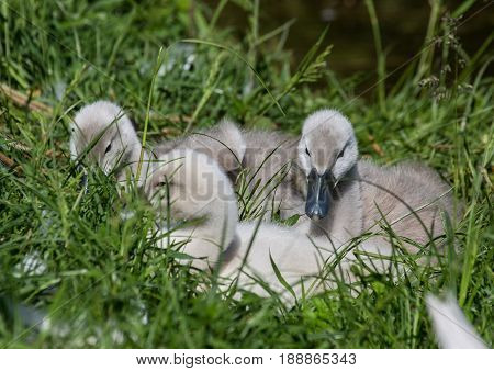 Two Week Old Mute Swan Babies Near A Pond In The District Of Buechenbach Of The City Of Erlangen