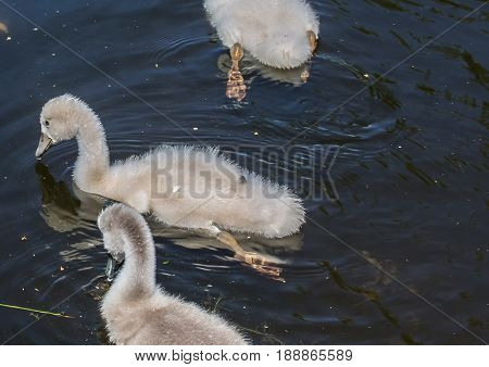 Two Week Old Mute Swan Babies Swimming On A Pond In The District Of Buechenbach Of The City Of Erlan