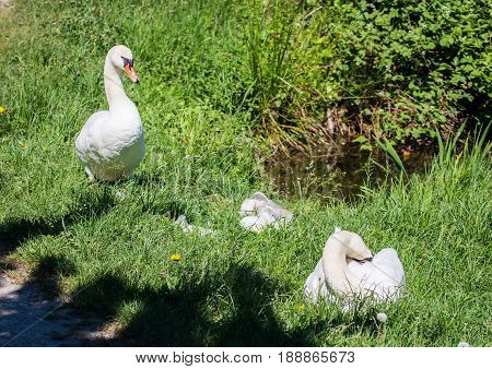 Two Week Old Mute Swan Babies Swimming Together With Their Parents On A Pond In The District Of Buec