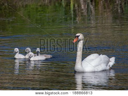 Two Week Old Mute Swan Babies Swimming Together With Their Parents On A Pond In The District Of Buec