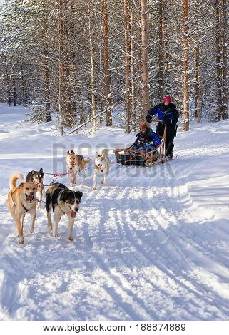Indian Family With Child Riding Husky Dogs Sled In Lapland