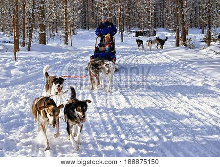 Family With Children Riding Husky Dogs Sledge Lapland