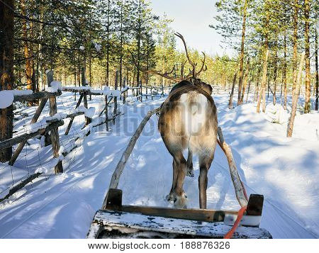 Reindeer Sledge Race Lapland Finland