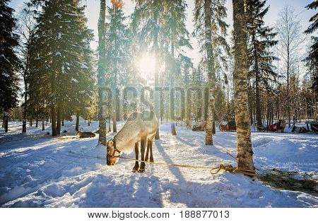 Reindeer At Winter Farm Finland
