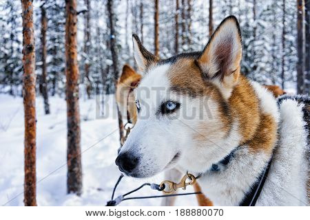 Husky Dog In Sleigh In Finnish Lapland