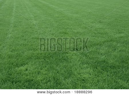 Fondo de hierba verde fresca