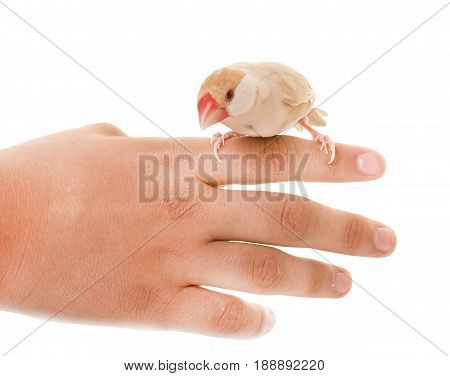 Java sparrow in front of white background