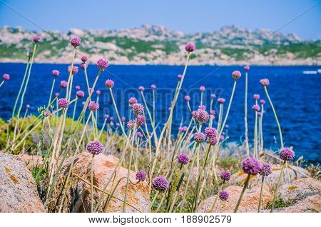 Wild onion leek growing between granite rocks on beautiful Sardinia island . Blue see and an other island on background, Sardegna, Italy.