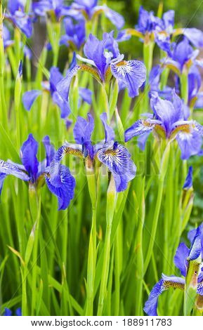 Irises . Close-up of iris flower. Blue flower irises- nature spring sunny background.