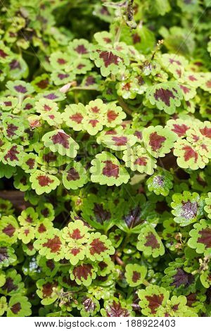 fresh green Solenostemon scutellarioides plant in nature garden