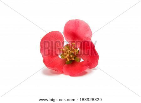 Flower chaenomeles  flowers on a white background
