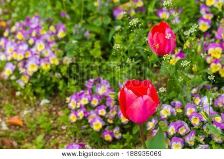 Red Tulip In Flower Garden