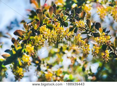 Barberry blossoms in the garden. Blossom barberry. Beautiful yellow flower with bee. Beautiful yellow flowers of barberries on bush. Branch of a blossoming barberry.