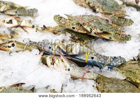 Fresh crabs frozen in ice natural sea food in the market