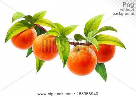 Orange on a branch with leaves, png without background