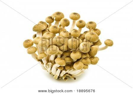 Gruppo di funghi di faggio marrone su sfondo bianco