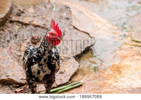 The male chickens are fed after the rain stops.
