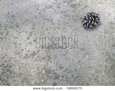 Pine kegle på Rock