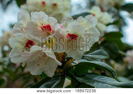 Rhododendron beautiful flower. Latvian University Rhododendron nursery 