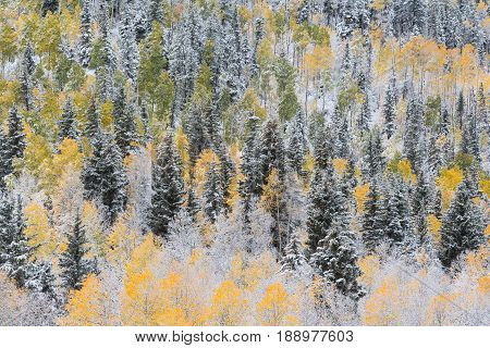 Autumn Scenery in the Rocky Mountains of Colorado