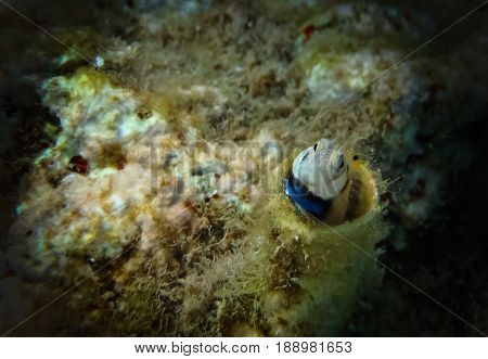 Coral fish of the Red Sea from the family Blennidae - Lance Blenny (Aspidontus dussumieri)