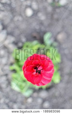 Red Buttercup Closeup Or Ranunculus Flower