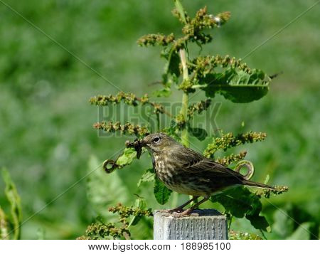 Meadow pipit perched on a post, with food for its young