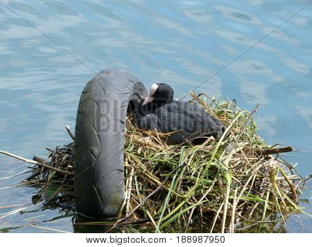 A nest of ducklings on Adda River - Lombardy - Italy