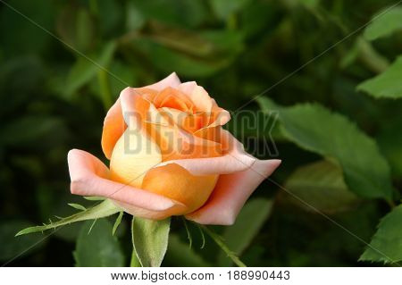 Orange rose flower on isolated Against a background of green leaves.