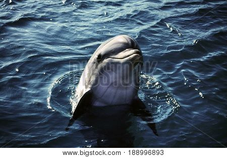 Head out dolphin out of the water smiling