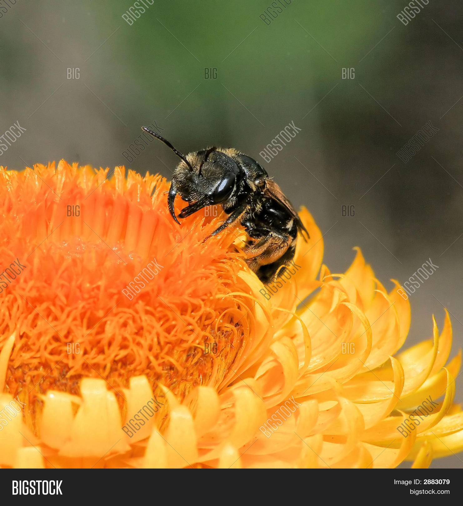 Image Preview