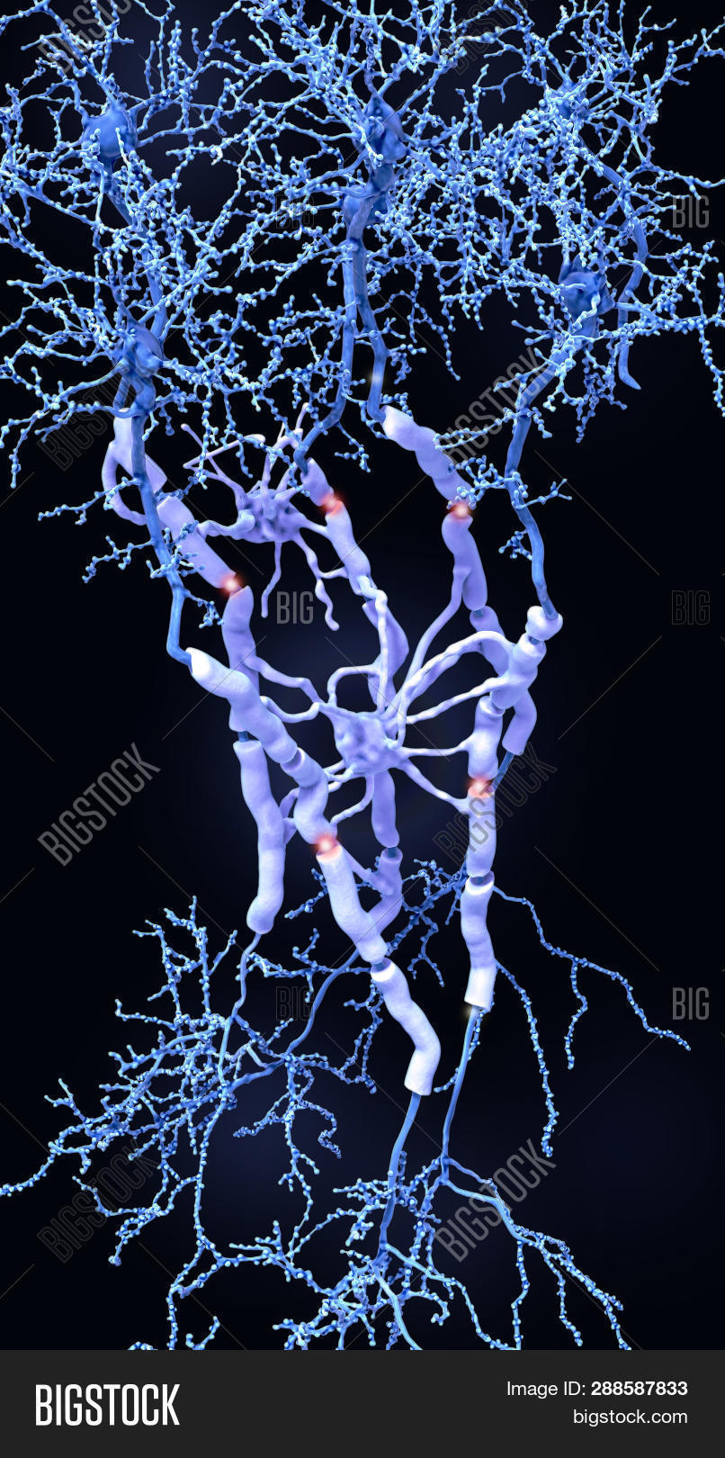 Neurons Myelin Sheaths Image & Photo (Free Trial) | Bigstock