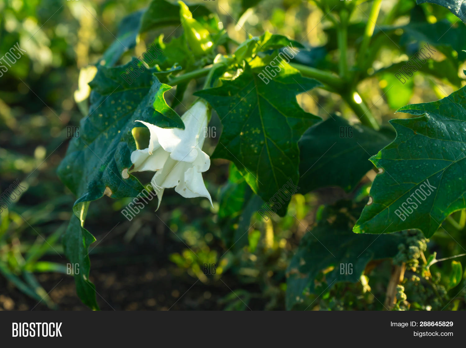 Plants Datura. Showing Image & Photo (Free Trial) | Bigstock