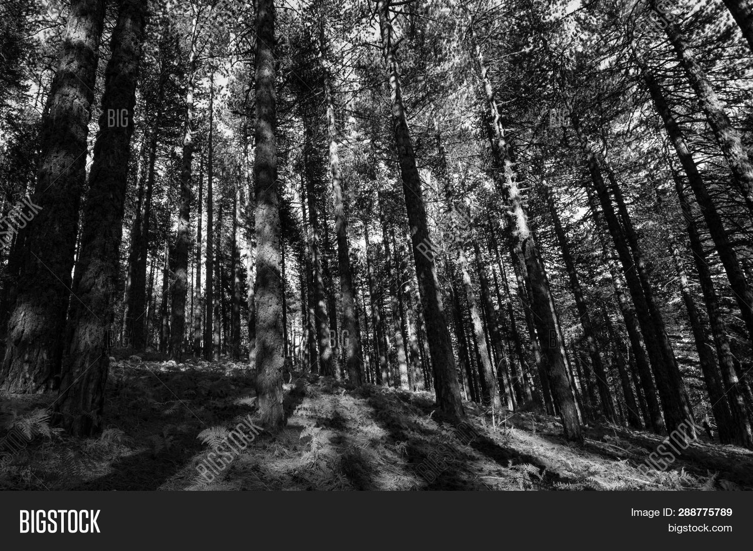 Tree In Black Pine Forest Black And White