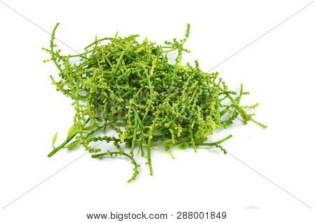 Leaf And Flower Of Melientha Suavis Pierre Isolated On White Background / Opiliaceae Melientha Suavi