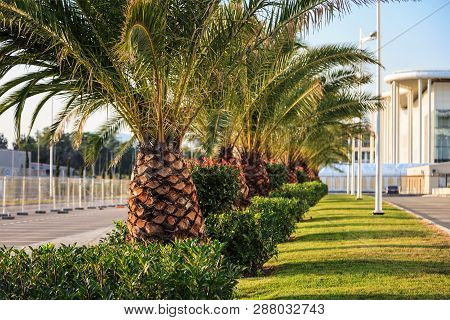 Sochi, Russia - September 1, 2014: Vanishing Row Of Tropical Palm Trees In Sochi Olympic Park On Sun