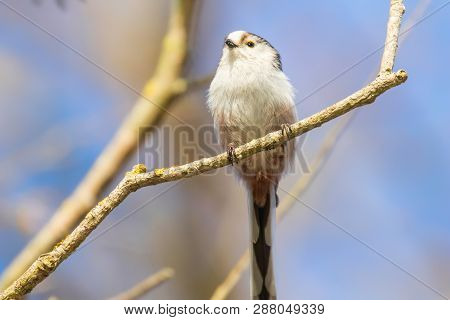 Long-tailed Tit On Branch (aegithalos Caudatus) Cute Little Bird