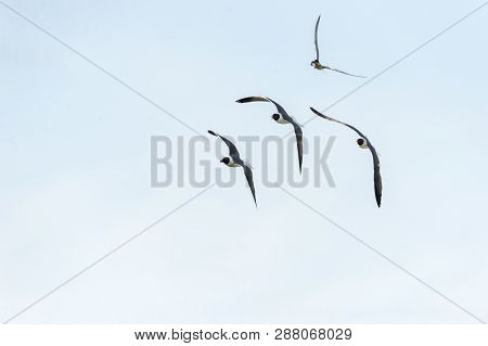 Laughing Gulls Providing Noisy Escort For Common Tern With Fish For Its Chicks