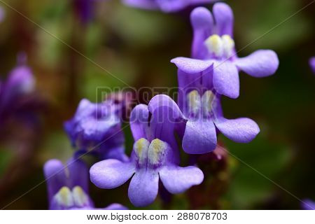Macro Shot Of Kenilworth Ivy (cymbalaria Muralis)