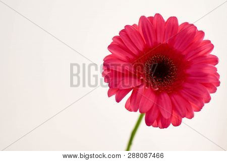 The Single Flower Is A Pink Gerbera Daisy With White Background