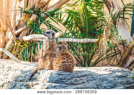 Surikata Sit On Stones Among Palm Trees And Are Basked In The Sun. Lovely Wild Animals From South Af