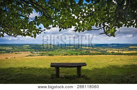 Bench Under Trees On Top Of Win Green